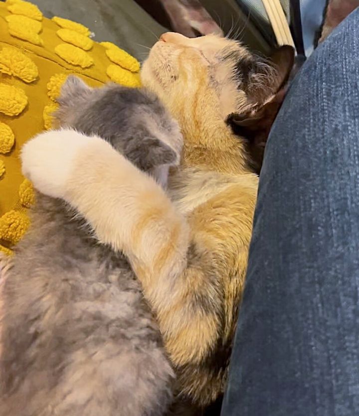 cat hugs kitten